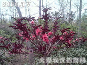 红叶碧桃果实可否食用之谜