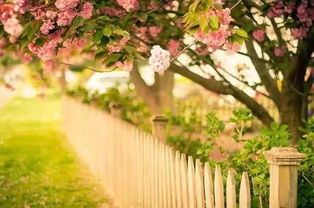 葡萄风信子：冬天不怕冷