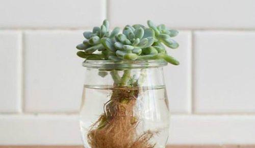 多肉植物常见杀菌药盘点