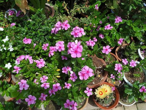 冬天的花，嫩耐寒吗？