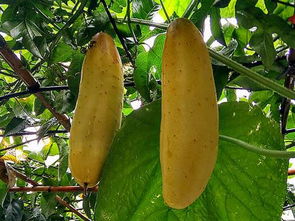 疫病，瓜类生产的大敌