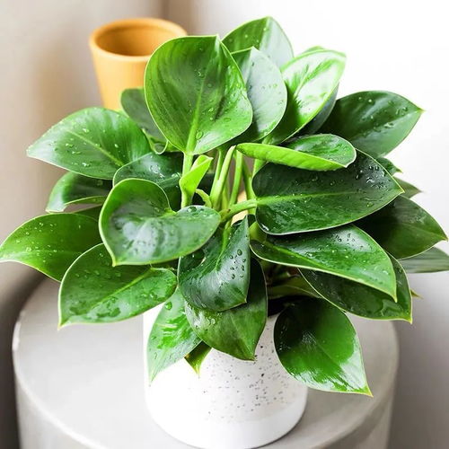 光照：晒晒太阳， 叶子才嫩闪闪发光