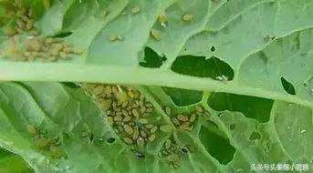 三、 田间药效试验后来啊：甲维·毒死蜱防治效果显著