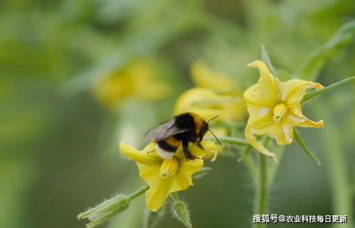 豌豆通过什么方式传播种子？自然授粉还是人工种植