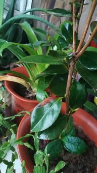 治疗小窍门，你知道吗？