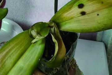 1. 积水久湿， 根须腐烂