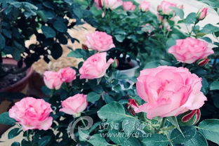 月季花开，美不胜收