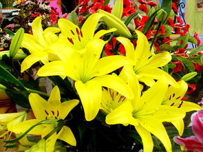 百合花的花语是什么？为什么它象征着纯洁的爱情