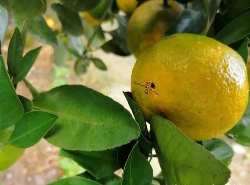 影响柑橘着色的因素