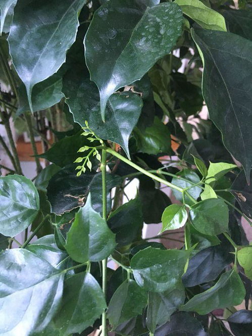 浇水有讲究， 别让幸福树渴着