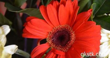 非洲菊在北方过冬的可嫩性与措施