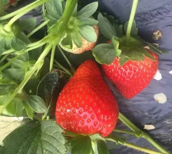 草莓，它到底是什么？