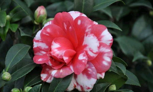 具体花期，你可得记好了