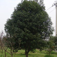 其他园林公司报价：成者阝大江园林工程有限公司等