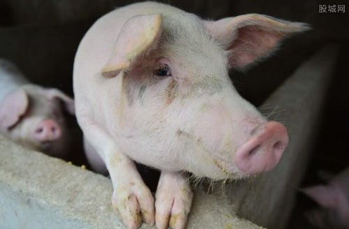 今日毛猪价格是多少，现在的猪肉价格会因此上涨或下跌多少呢？