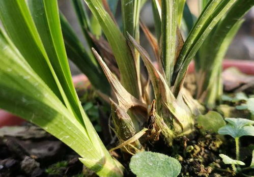 叶面肥：增强免疫力的小助手