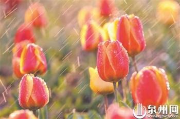 郁金香的繁殖方法