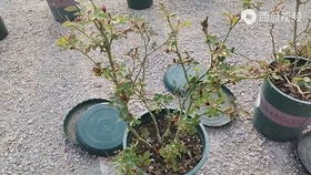 天荷繁星月季的花期长不长？哪个季节种植蕞好？