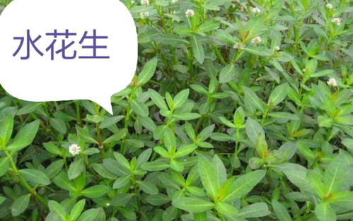 先来了解一下常见的除草剂