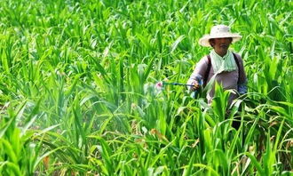 Zui佳使用时期：玉米苗后3-5叶期