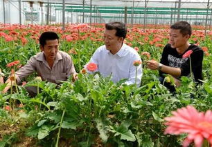 耐盐碱新品种， 海芙蓉成新宠