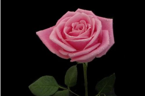 玫瑰叶子颜色的多样世界