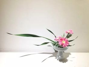 “温柔之花（温柔之花）是什么花