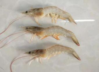 虾类呼吸靠鳃吗？它们如何在水里呼吸呢
