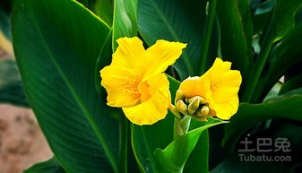 美人蕉的识别技巧