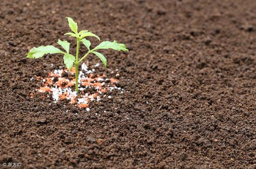 施肥方法， 这些细节要注意