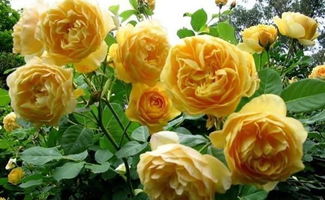 2. 格拉汉·托马斯（Graham Thomas）