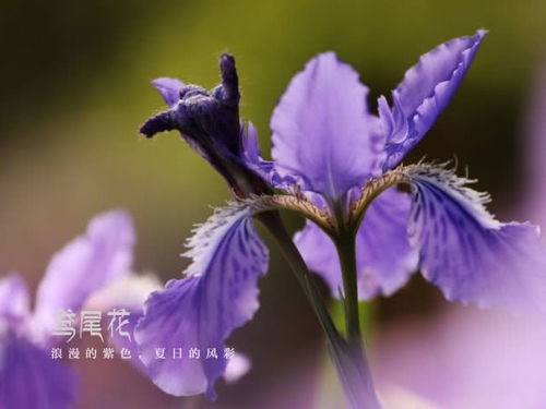 紫色鸢尾花，神秘浪漫