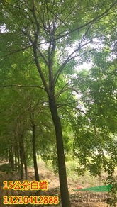 接下来咱们来比一比8公分和2公分白蜡树的价格差异。