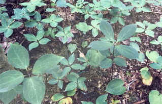 重楼种苗1苗爆款，花卉种苗价格优
