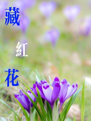 藏红花的作用你知道吗？原来用处居然这么多