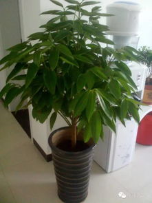 平安树为何突然开花？花语又是什么
