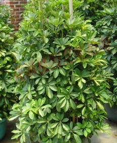 绿植迷作者：付青莲