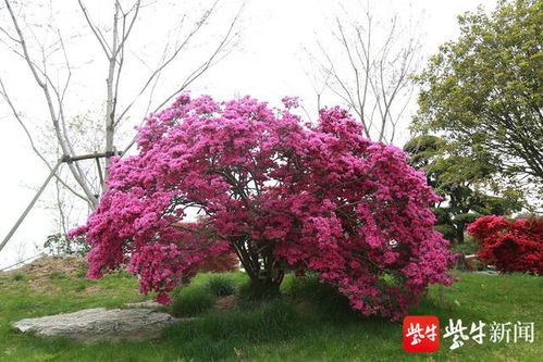 杜鹃花是什么颜色？常见品种颜色都在这
