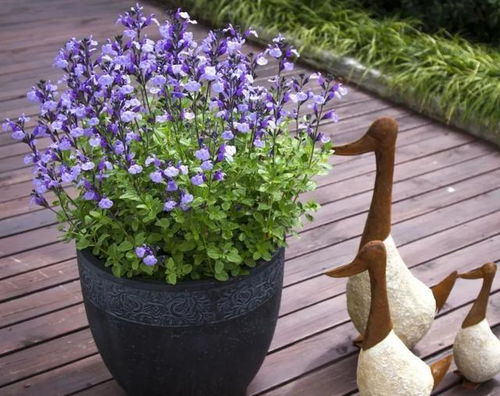 浇水篇：浇水的黄金律