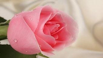 情人节浪漫之选， 云南斗南花卉交易app上玫瑰品种揭秘