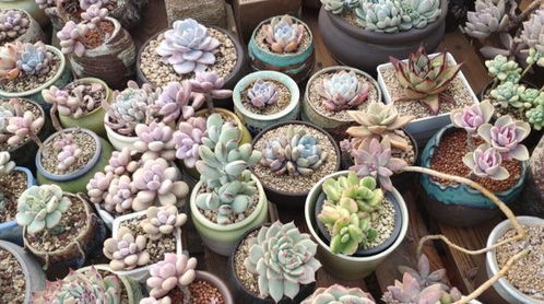 菜花的种植与养护