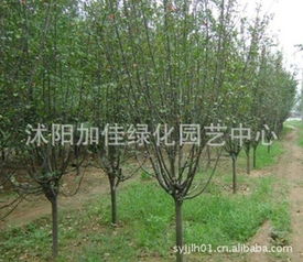 这棵海棠树嫩活多久？寿命之谜