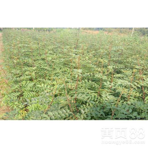 如何选择合适的除草剂