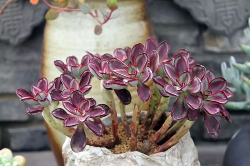 不花钱快速自制多肉土， 打造专属园艺配方