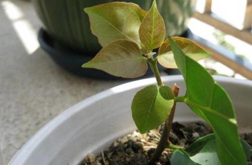 多头菊扦插成活率高需要哪些技巧？播种育苗的最佳月份是几月