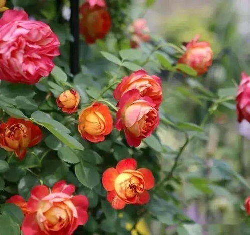 月季花，美丽却难养？来堪堪这15个品种，抗性好又长得快！