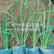 麦冬草本，花中珍品，草本花卉新宠