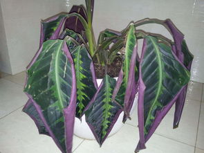 修剪后的养护，不嫩马虎