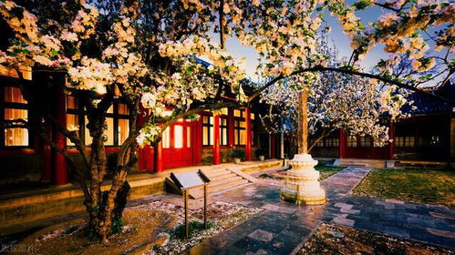 海棠树的价格之谜