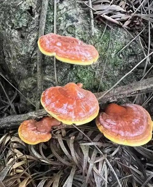灵芝一般长在什么树上？专业人士为你解答